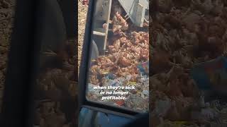 THIS is what the egg industry wished youd never see 💔👀