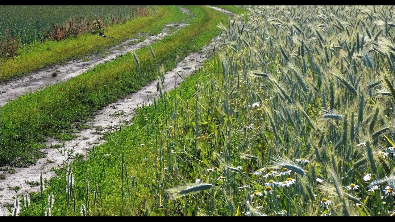 Вечерний ангел иван бунин. Ангел над городом. Стихотворение бунина ангел. Бунин вечер стихотворение. Стих бунина сказка.