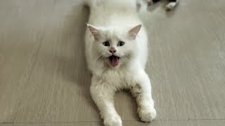 உங்களுக்கு Persian Cat வேண்டுமா வீடியோவை கடைசி வரை பாருங்கள்  #persiancat #cat #yt #tamil #kitten