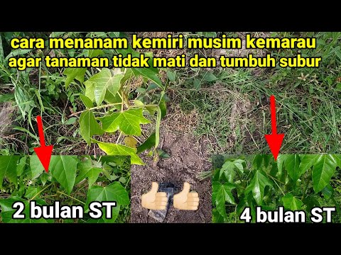 Video: Perawatan Pohon Kemiri - Pelajari Cara Menanam Pohon Kemiri