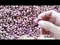 Pemberian Obat Pada Bibit Bawang Merah Sebelum Ditanam Agar Subur dan Terhindar dari Hama Penyakit