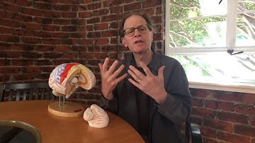 Dr. Dan Siegel