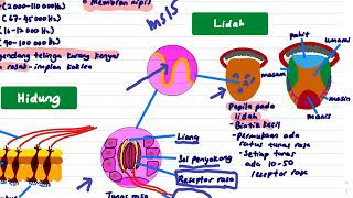 Lidah | Sains T3