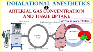 Arterial anesthetics concentration and Tissue uptake