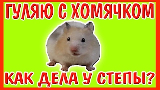 ГУЛЯЮ С ХОМЯЧКОМ / КАК ДЕЛА У СТЕПЫ ? / + ПРИВЕТЫ / ХОМЯК / ХОМЯЧОК ГУЛЯЮ С ХОМЯЧКОМ / КАК ДЕЛА У СТЕПЫ ? / + ПРИВЕТЫ / ХОМЯК / ХОМЯЧОК