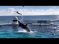 2023.01.01鴨川シーワールド シャチショー3(スカイロケット)