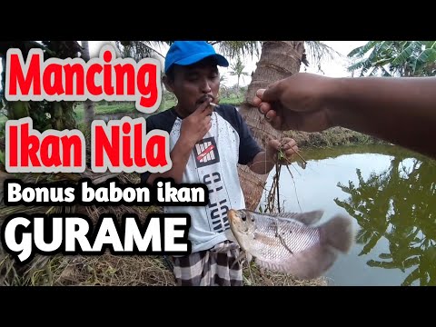 Mancing mania, mancing ambyar terbaru 2021. Orang mancing paling beruntung, mancing ikan nila.