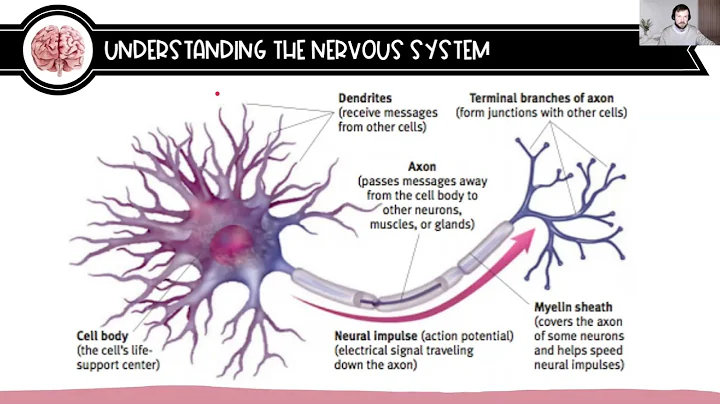 AP Psych: 1.2 Overview of the Nervous System