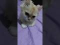 هل تسألت يومآ كيف يراك قطك Shorts Short Cat Catlover Funny Funnycats Cutecat 