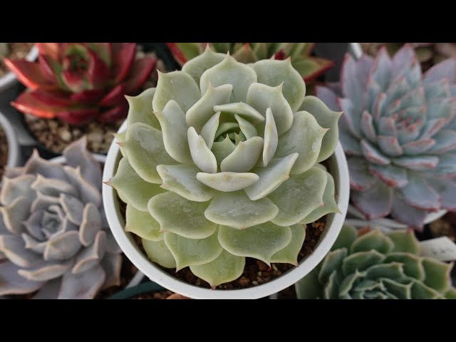 3 [Note: These are not flowers] Cute succulents you can buy