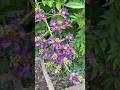 Lovely Chinese Wisteria #wisteria
