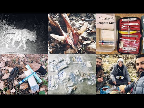 Zagrosian Leopard Scat کۆکردنەوەی پاشەڕۆی پڵنگی زاگرۆسی لە کوردستان چەندین زانیاری گرنگ لەسەر پڵنگ