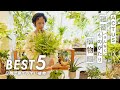 【植物バイヤーセレクト】日陰でも育てやすい植物ベスト5