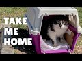 Kitten walked into the carrier herself to get adopted