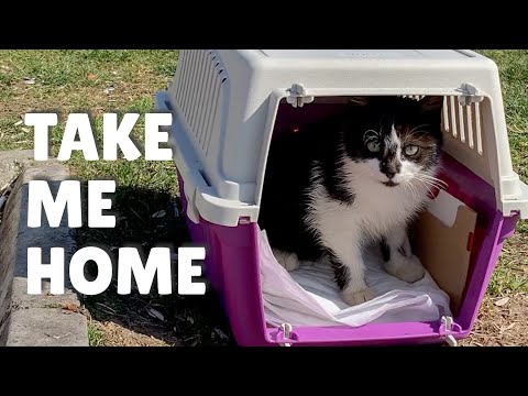 Kitten walked into the carrier herself for adoption
