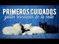 Gatitos rescatados de la calle. Guía útil de primeros cuidados.