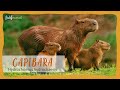 TODO sobre el CAPIBARA: El roedor mas grande del mundo.