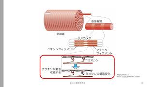 中高生運動部向け　トレーニング学　自習用教材　第一章　①”筋”について