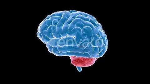 Brain Xray | Motion Graphics - Envato elements