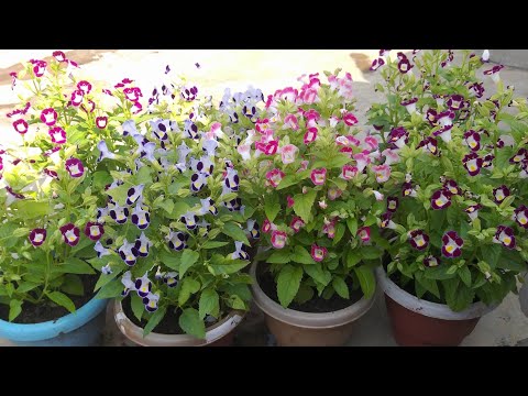 Video: Torenia Wishbone Flower: Kasvatukseen ja hoitoon liittyviä tietoja