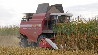 Уборка кукурузы на зерно / ПАЛЕССЕ GS12A1, МАЗ 5551 /