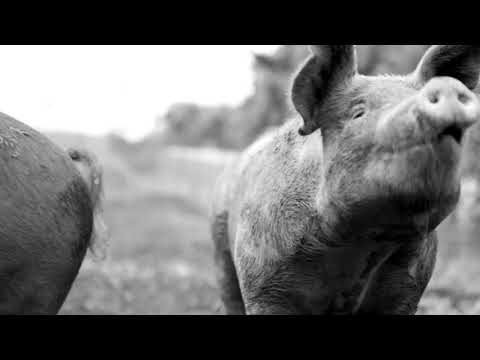 There is no future for factory farming