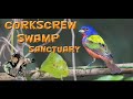 Wildlife photography in the Corkscrew Swamp Sanctuary