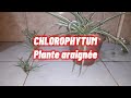 PLANTE D&#39;INTÉRIEUR ARAIGNÉE CHLOROPHYTUM