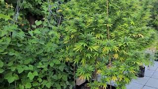 Outdoor Cannabis Grown in Ontario 2020 ep. 7 flower update