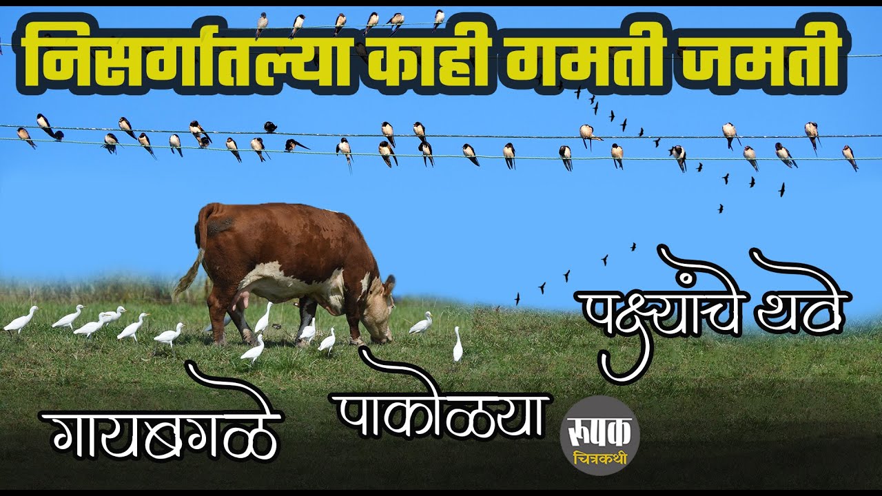 पाकोळ्या, गायबगळे आणि पक्ष्यांचे थवे | निसर्गातल्या काही गमती जमती  | Nature’s Wonders