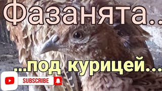 Фазанята зажигают, курица в шоке 🤣!!!