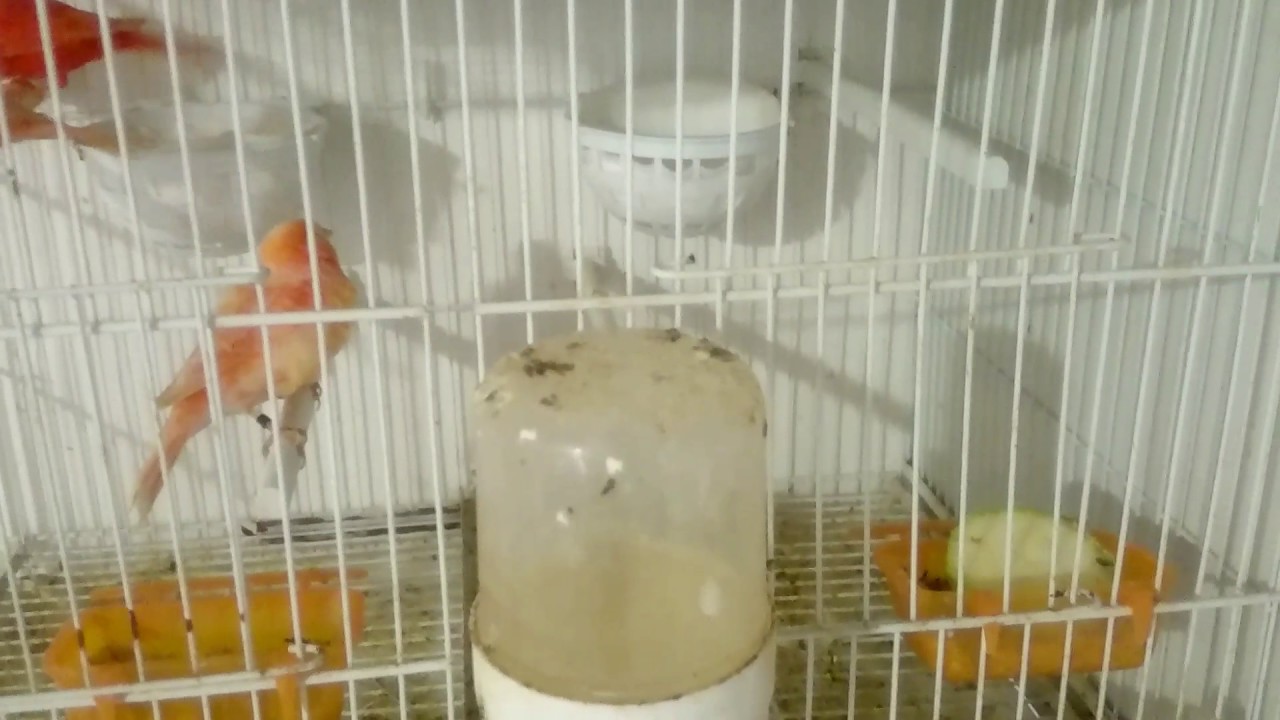 Cuanto Tardan En Poner Huevos Los Canarios