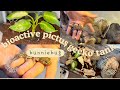 let&#39;s make a BIOACTIVE PICTUS GECKO tank in UNDER 3 MINS