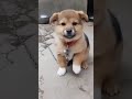 Cute  dog 