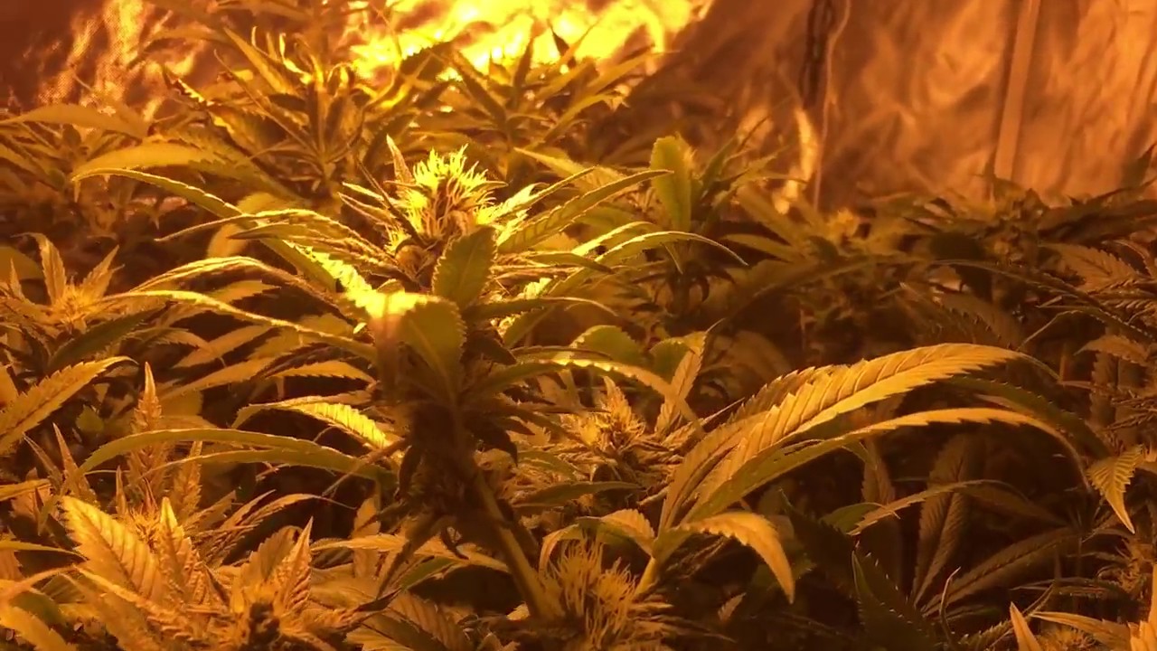 Day 24 Bio Sannie tabs