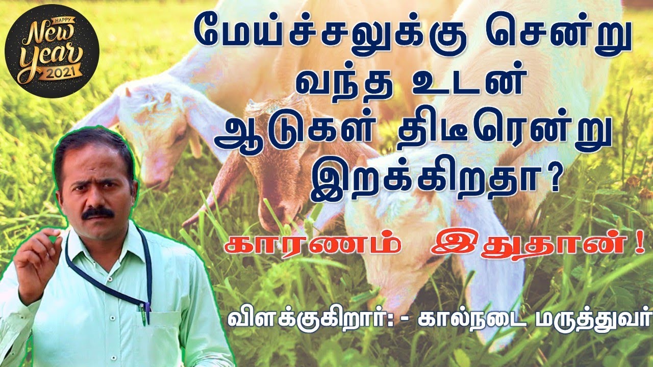 மேய்ச்சலுக்குச் சென்று வந்தவுடன் ஆடுகள் திடீரென்று இறக்கிறதா? காரணம்