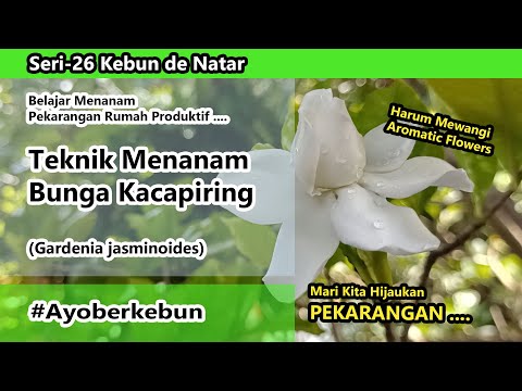 Video: Pelajari Cara Menanam Dan Merawat Tanaman Gardenia