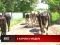 У Тишківцях Городенківського району корови вийшли на подіум