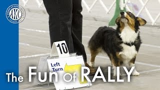 The Fun of AKC Rally