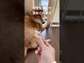 外を見ていたら毛を抜かれて激おこの柴犬 #柴犬 #shiba #shibadog #dog #しばいぬ #換毛期 #面白い犬 #shorts #警備員 #見守り隊