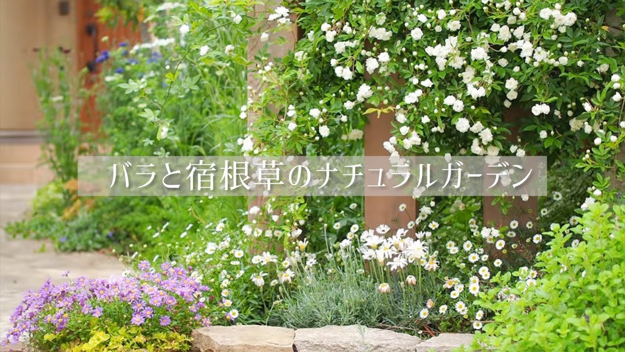 《バラと宿根草のナチュラルガーデン》可愛い小花の宿根草がバラを引き立てる《T's Gardenのガーデニング》
