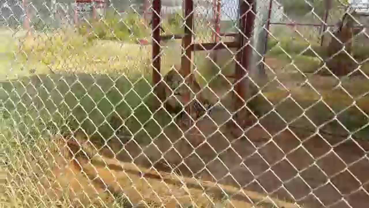 leopard print Whiny Wali Was sWindled | WHINY LION POUTS ABOUT BEING IN LOCK-UP