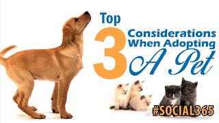 Social365 This & That: Top 3 Considerations When Adopting a Pet screenshot 5