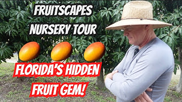 Pine Island’s Fruitscapes Nursery  A Paradise for Mango & Fruit Tree Lovers