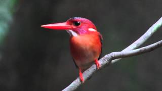 Download Lagu Birds of Sulawesi MP3