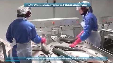 Amazing Automatic Fish Processing Packaging Plant