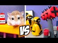 Top 5 Major Hamster Battle Stories
