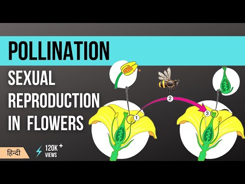 परागण क्या है? | Pollination: Definition, Process, Types, Agents Of, & Facts in Hindi | Mera Guruji