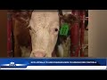 NCCI URGES FMD COMPLIANCE ACROSS AGRICULTURE VALUE CHAIN - nbc
