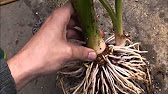 How to pot up colocasia, palms and taking softwood cuttings.